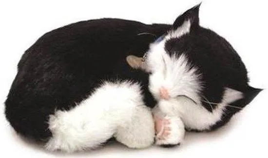 Perfect Petzzz Zwart-witte Kitten