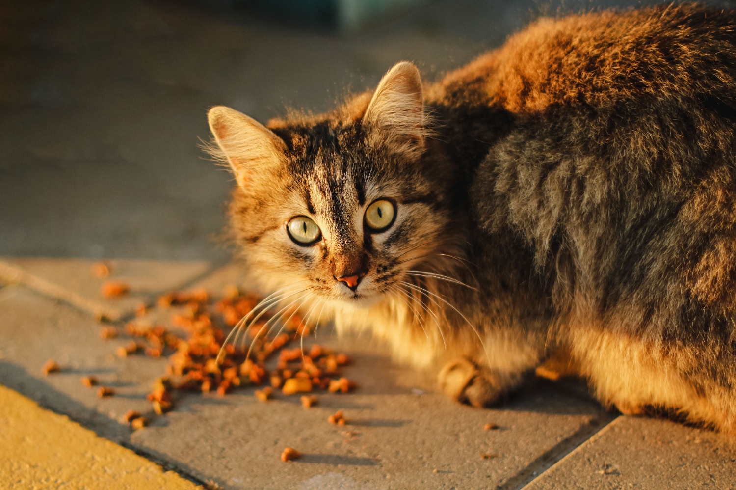 Voeding voor je kat is belangrijk