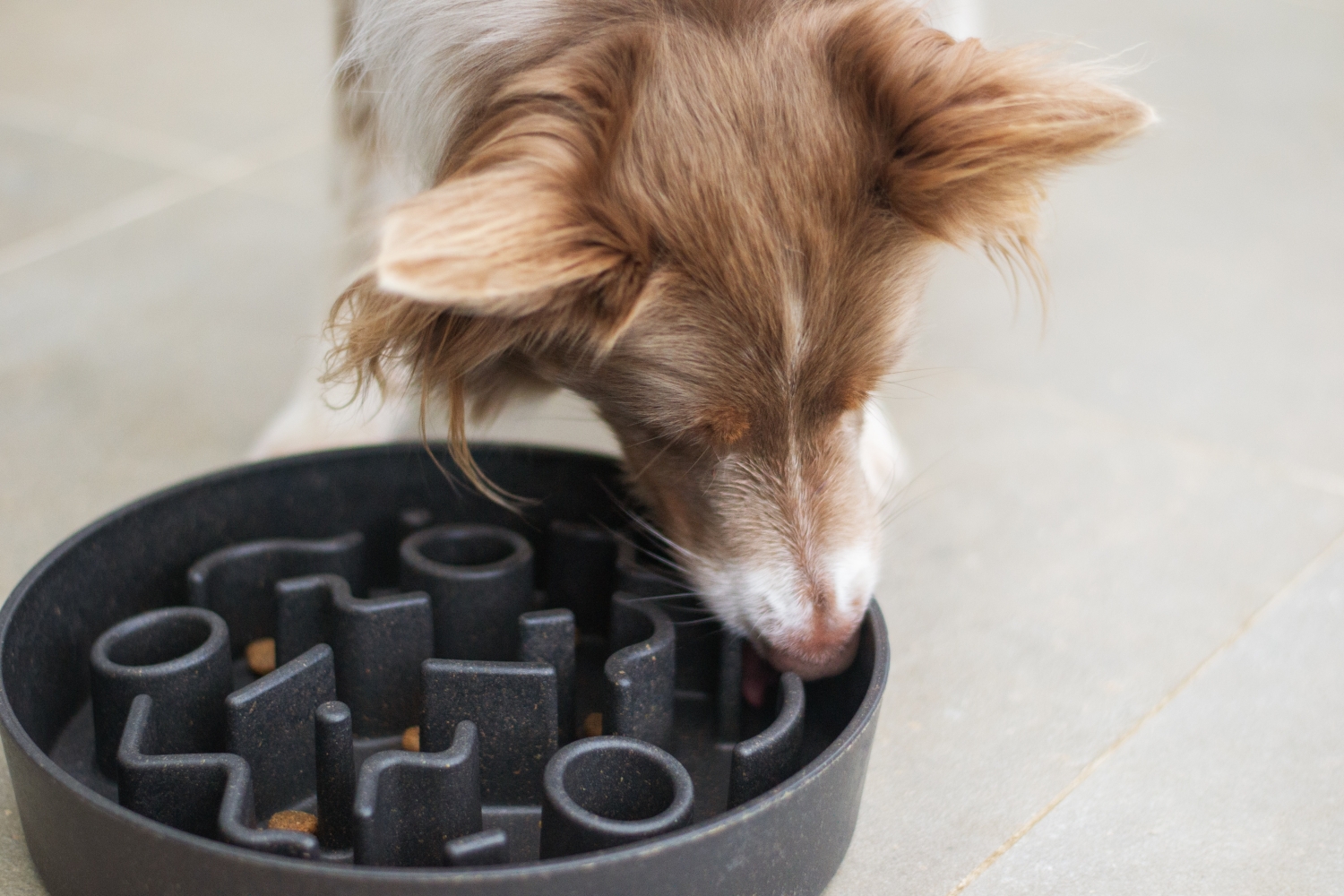 Voerautomaten producten voor honden