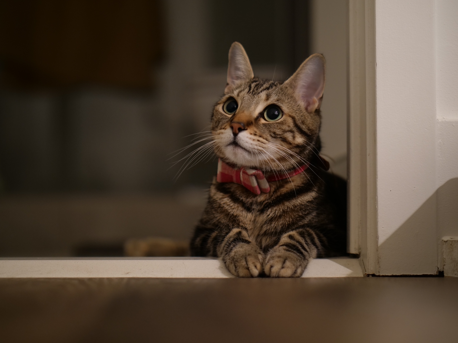 Een halsband kan al helpen tegen vlooien