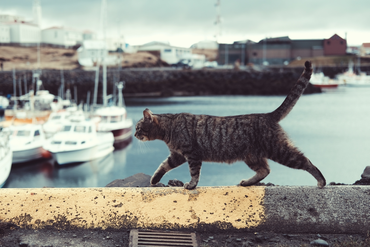 Katten verzekering