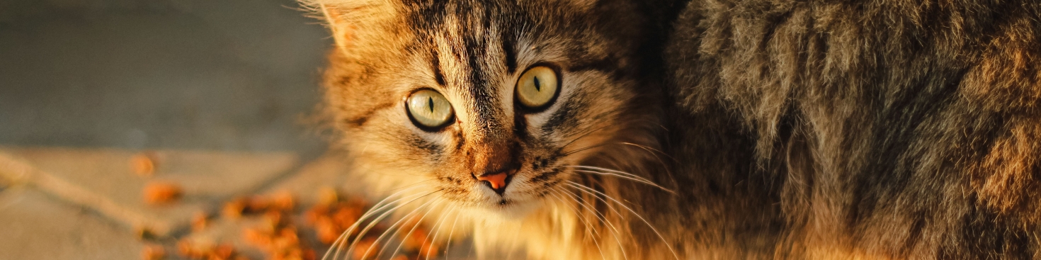 Voeding voor je kat is belangrijk