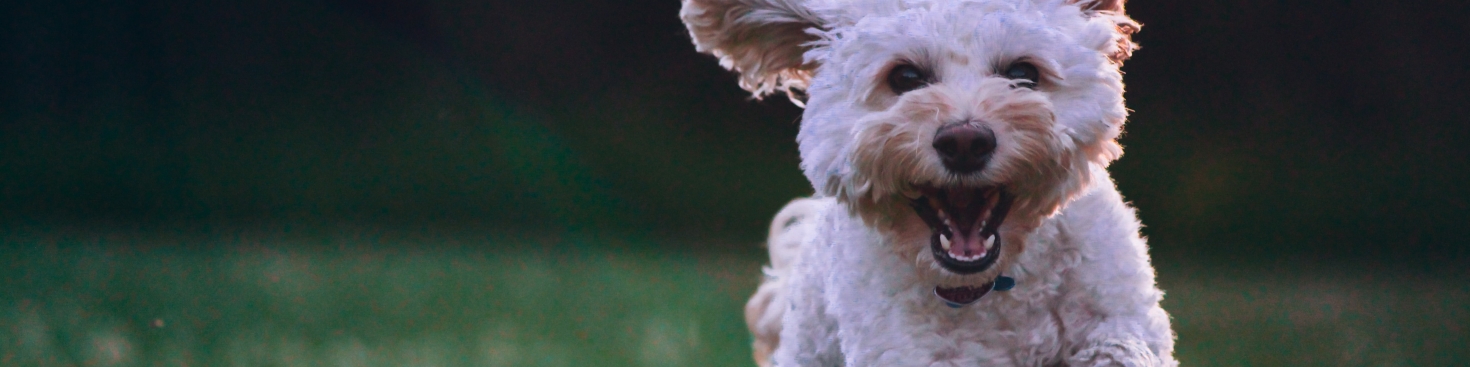 Voeding voor je hond