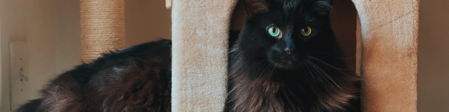 Katten klimbomen en krabpalen zijn must have voor jouw kat