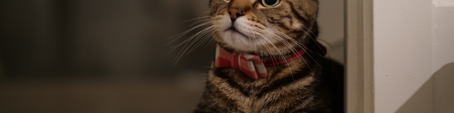 Een halsband kan al helpen tegen vlooien