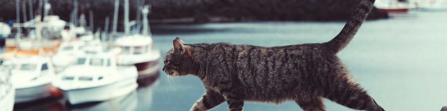 Katten verzekering