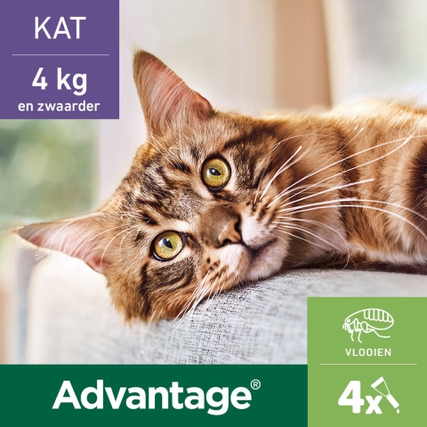 2x Advantage Anti Vlooiendruppels 80 Kat vanaf 4 kg 4 pipetten