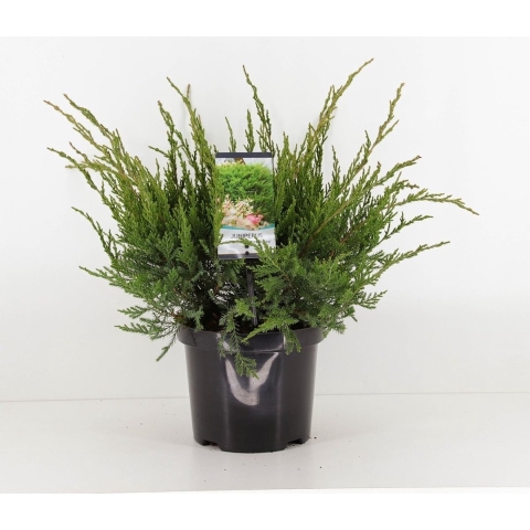 Juniperus pfitzeriana mint julep 45 cm - Warentuin natuurlijk