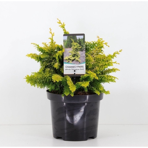 Chamaecyparis obtusa fernspray gold 30 cm - Warentuin natuurlijk