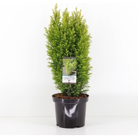 Chamaecyparis law ellw gold 55 cm - Warentuin natuurlijk