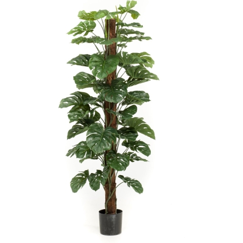 Monstera on pole 180 cm/57 lvs - Emerald
