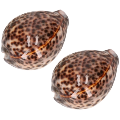 5x stuks decoratie tijgermossels schelpen 8 cm -