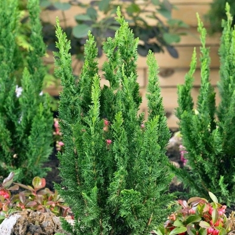 Chamaecyparis law little spire 55 cm - Warentuin natuurlijk