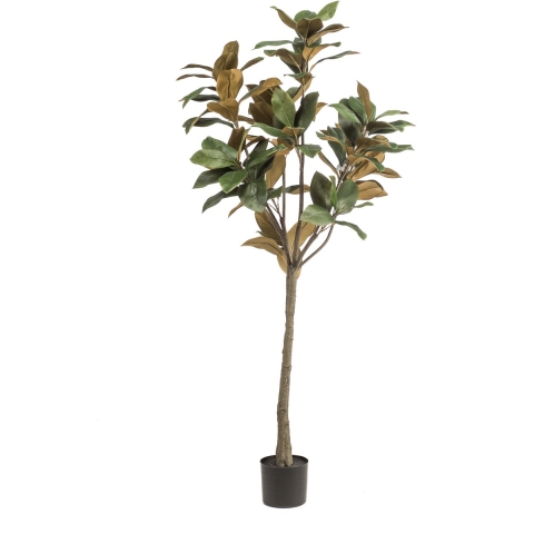 Magnoliaboom h150cm groen - Emerald