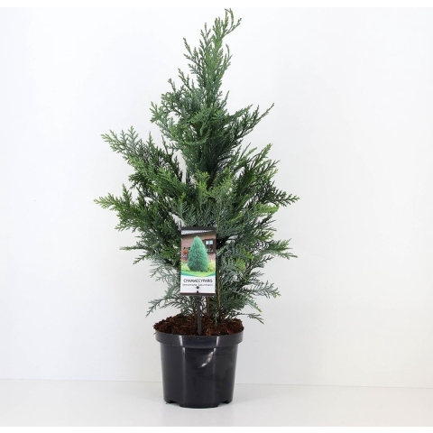 Chamaecyparis law columnaris 80 cm - Warentuin natuurlijk