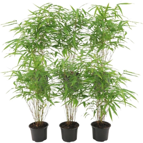 Plants by Frank - Set van 6 Bamboe Planten - 6 x Fargesia RufaØ13 cm - 25 cm - Winterharde Bamboe Planten - Niet woekerende bamboe - Bambusa - Tuinplanten