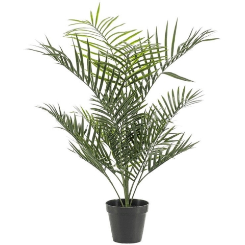 Goudpalm buitenplant h90cm groen - Emerald