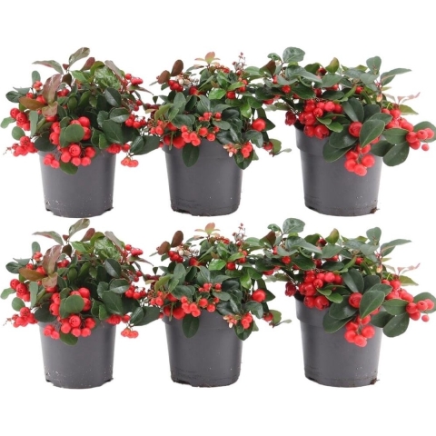 Plants by Frank | set van 6 Bergthee planten | 6x Gaultheria procumbens'Big Berry'| 12 cmØ | 15-20 cm hoog | winterharde planten | tuinplanten | planten
