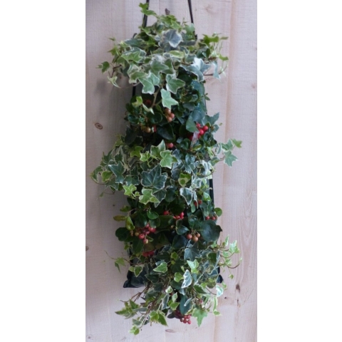 Hangzak herfstplanten - Warentuin natuurlijk