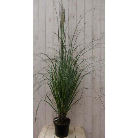 Pampasgras - Warentuin natuurlijk