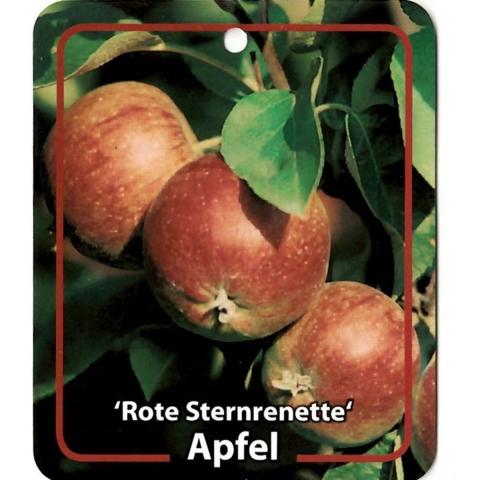 Malus Domestica Rote Sternrenette - Oosterik home