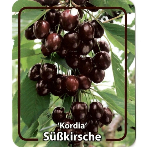 Prunus Avium Kordia - Oosterik home