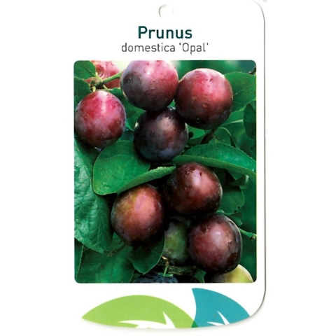 Prunus Domestica Opal - Oosterik home