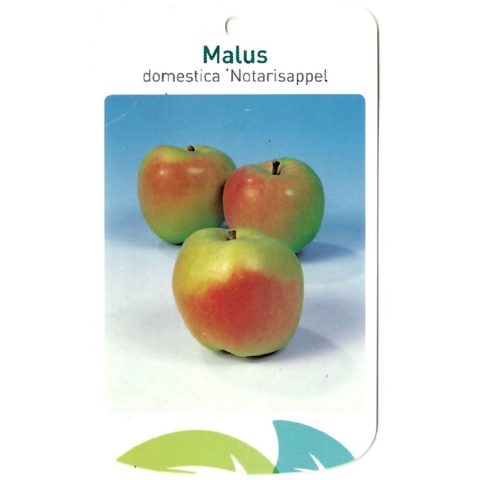 Malus Domestica Notarisappel - Oosterik home
