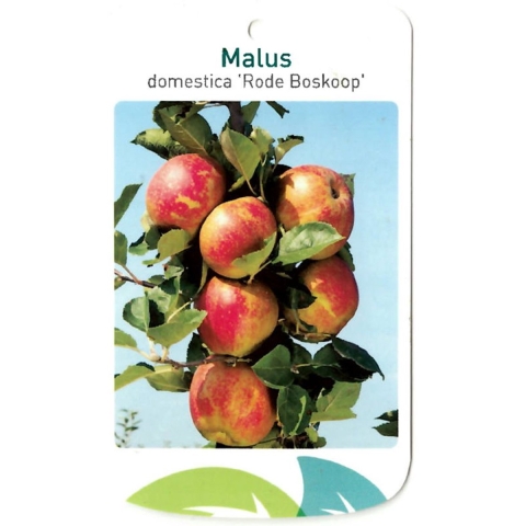 Malus Domestica Rode Boskoop - Oosterik home