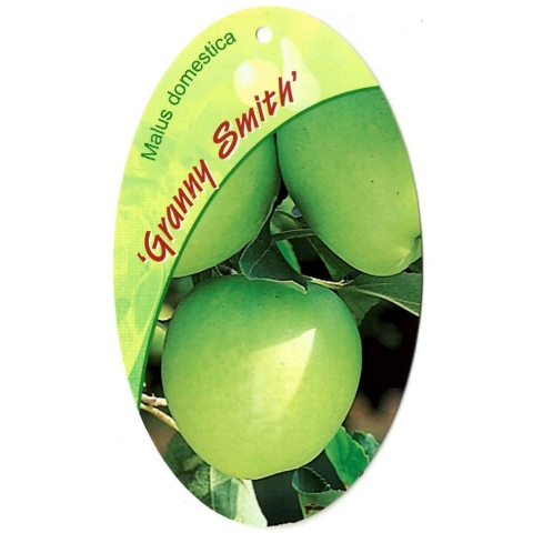 Malus Domestica Granny Smith - Oosterik home