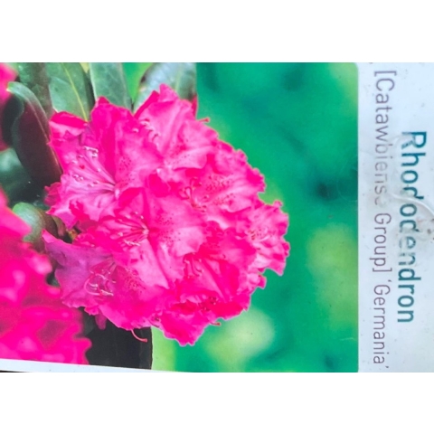 Rhododendron Germania - Warentuin natuurlijk
