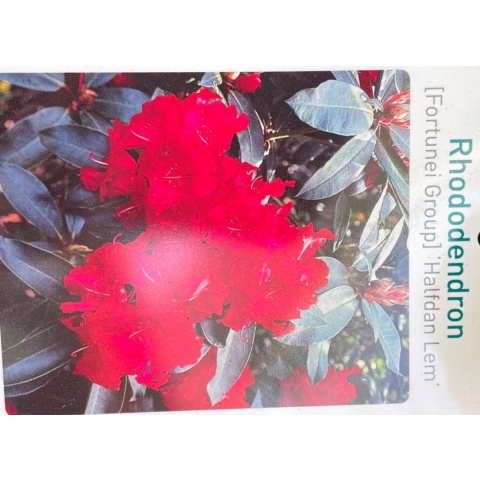 Rhododendron Halfdan Lem - Warentuin natuurlijk