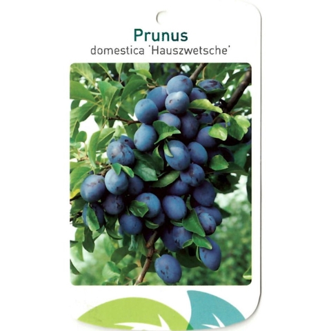 Prunus Domestica Hauszwetsche - Oosterik home