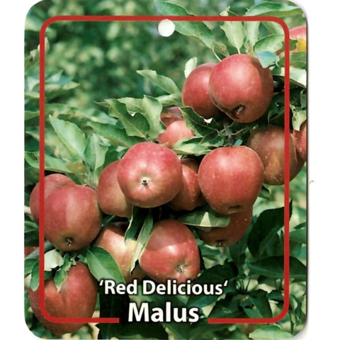 Malus Domestica Red Delicous - Oosterik home
