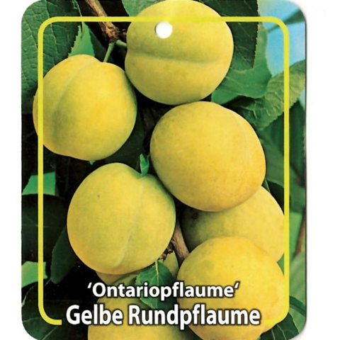 Prunus Domestica Ontariopflaume - Oosterik home