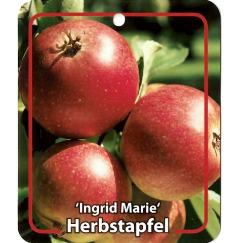 Malus Domestica Ingrid Marie - Oosterik home