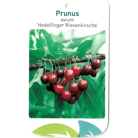 Prunus Avium Hedelfinger Riesenkirsche - Oosterik home