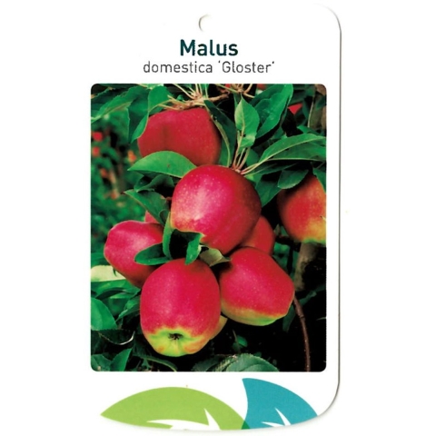 Malus Domestica Gloster - Oosterik home