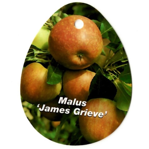 Malus Domestica James Grieve - Oosterik home