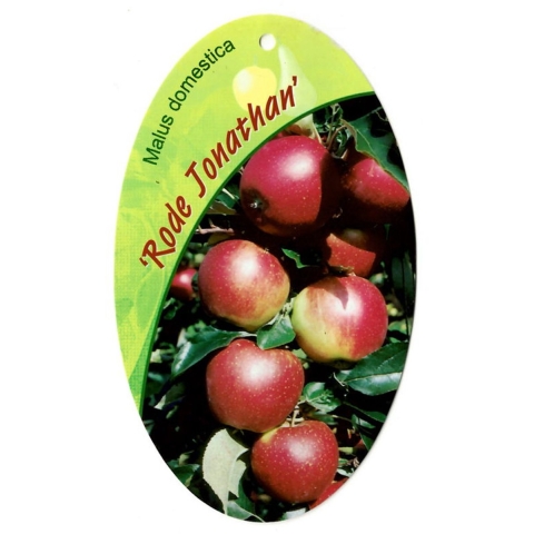 Malus Domestica Rode Jonathan - Oosterik home