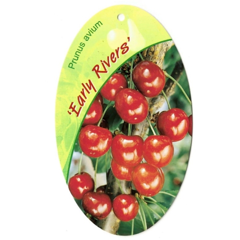 Prunus Avium Early Rivers - Oosterik home