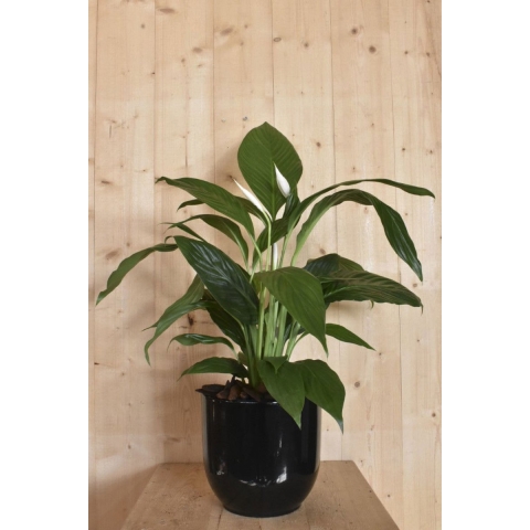 Lepelplant 'Spathiphyllum' in zwarte pot - Warentuin natuurlijk