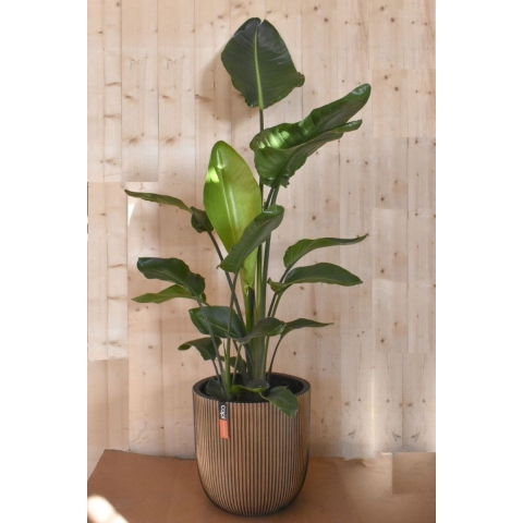 Strelitzia in gouden pot groove - Warentuin natuurlijk