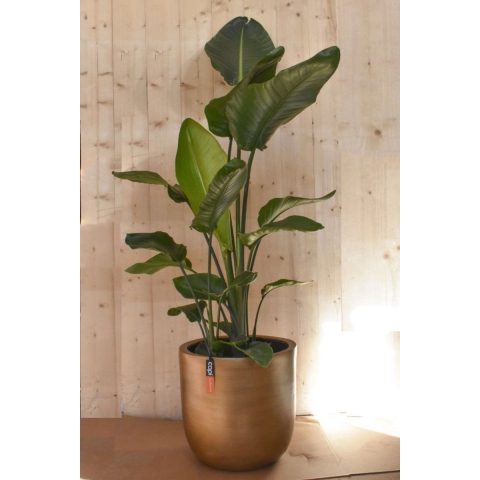 Strelitzia in gouden pot glad - Warentuin natuurlijk