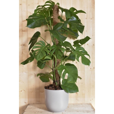 Monstera Pertusum op mosstok in taupekleurige pot - Warentuin natuurlijk