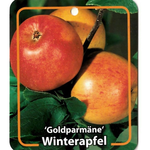 Malus Domestica Goldparmane - Oosterik home