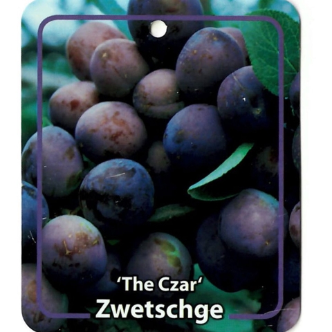 Prunus Domestica The Czar - Oosterik home