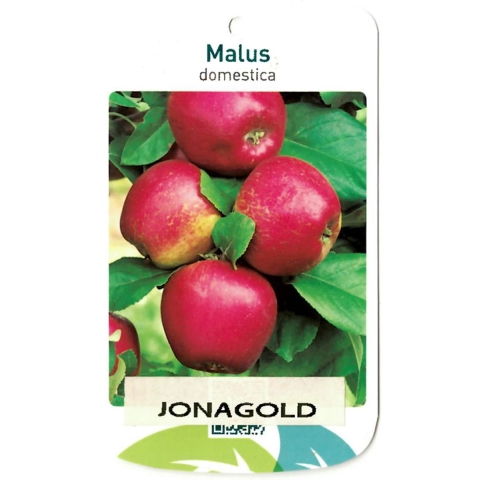 Malus Domestica Jonagold - Oosterik home