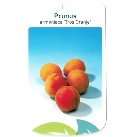 Prunus Armeniaca Tros Oranje - Oosterik home