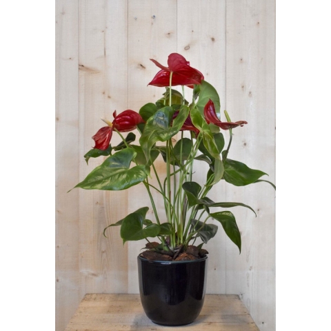 Anthurium rood in zwarte pot - Warentuin natuurlijk